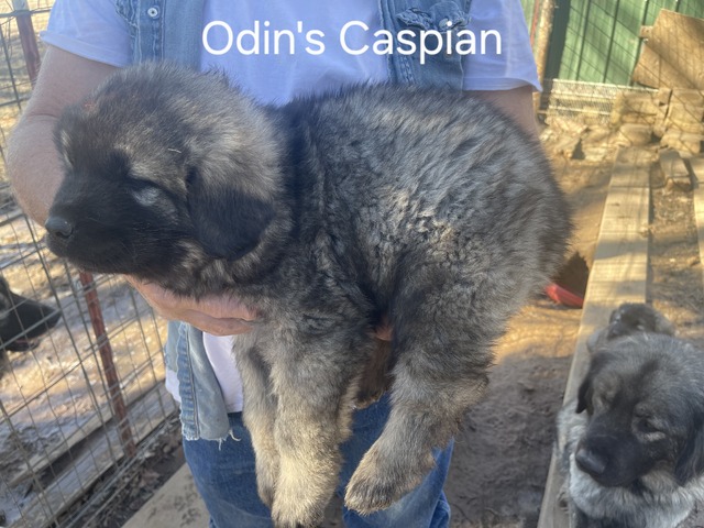 Caspian #4